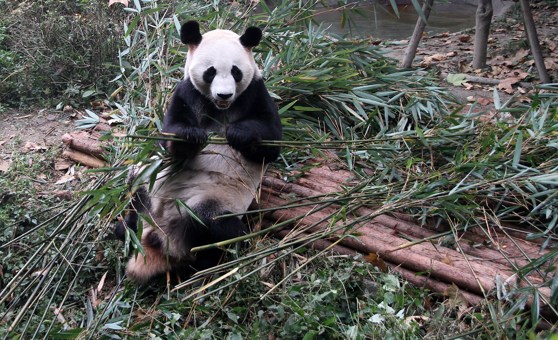An adult giant panda eating bamboo at Chengdu Research Base of Giant Panda Breeding in November 2012.